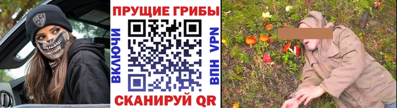 Галлюциногенные грибы Psilocybine cubensis Курск